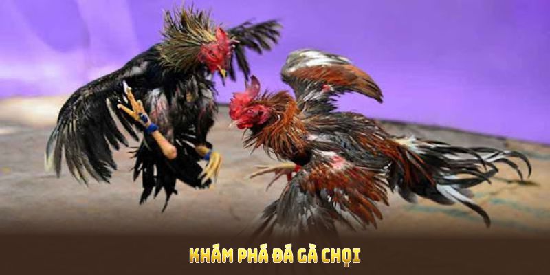 Khám phá đá gà chọi cựa sắt với vô số cơ hội thắng đậm