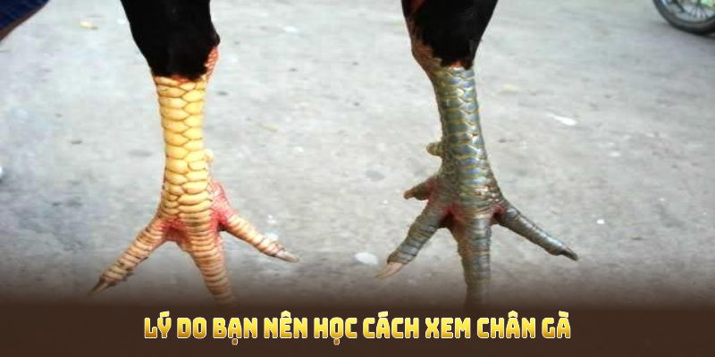 Lý do bạn nên học cách xem chân gà đá chuẩn