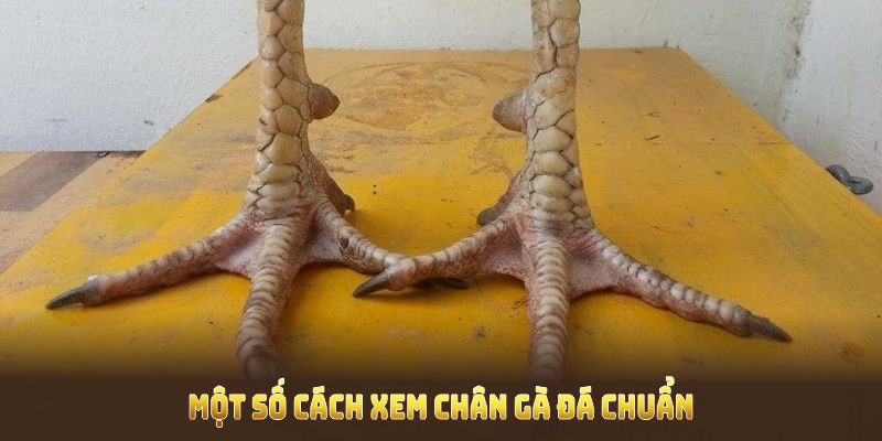 Một số cách xem chân gà đá chuẩn từ HUBET