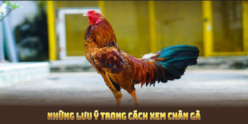 Những lưu ý trong cách xem chân gà đá từ chuyên gia