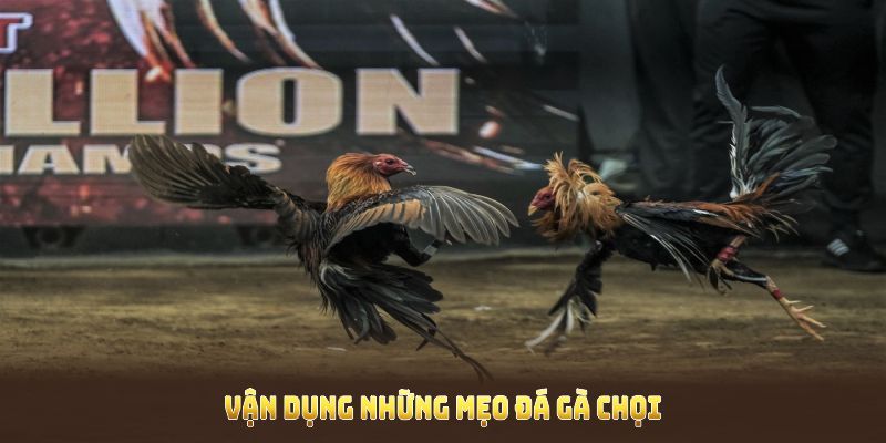 Vận dụng những mẹo đá gà chọi để nâng cao tỷ lệ thắng toàn diện