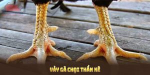 Vảy gà chọi thần kê